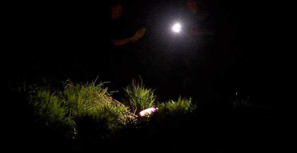 Laudo pericial aponta morte natural de idoso encontrado às margens da Raposo Tavares