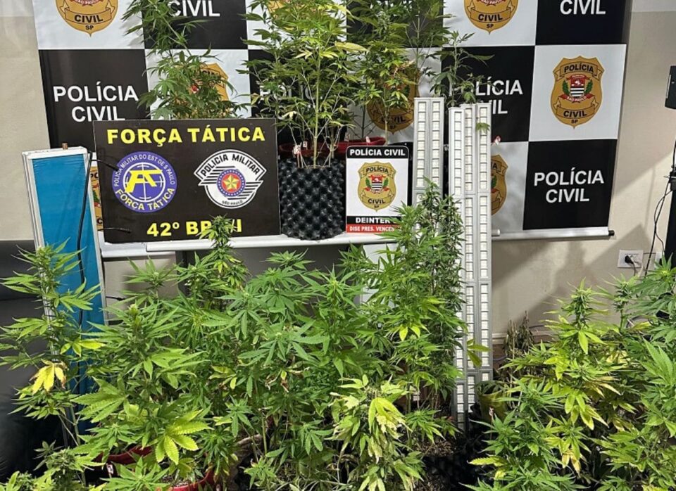 Estufa com 44 pés de maconha é descoberta em ação policial em Santo Anastácio; suspeito não foi encontrado