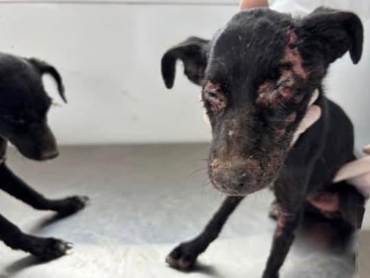 Polícia Civil investiga caso de maus-tratos a cães mantidos em condições precárias em Pirapozinho