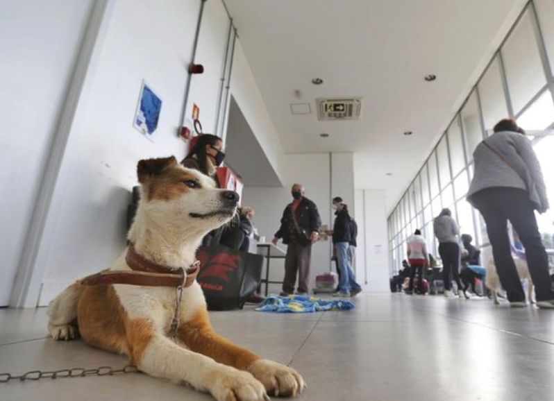 Comissão da Alesp aprova criação de Hospital Veterinário Público Regional em Presidente Prudente
