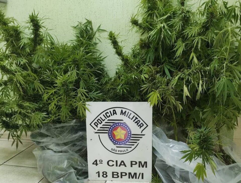 Polícia prende homem que cultivava pés de maconha em chácara de Álvares Machado