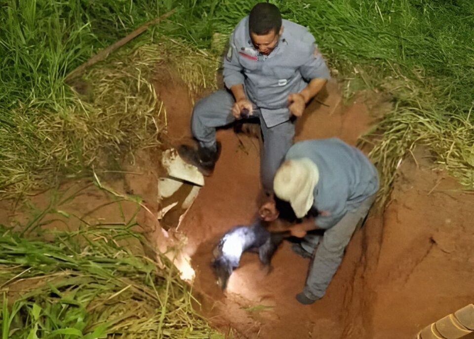 Corpo de Bombeiros salva cachorro preso em cano de três metros de profundidade em Regente Feijó