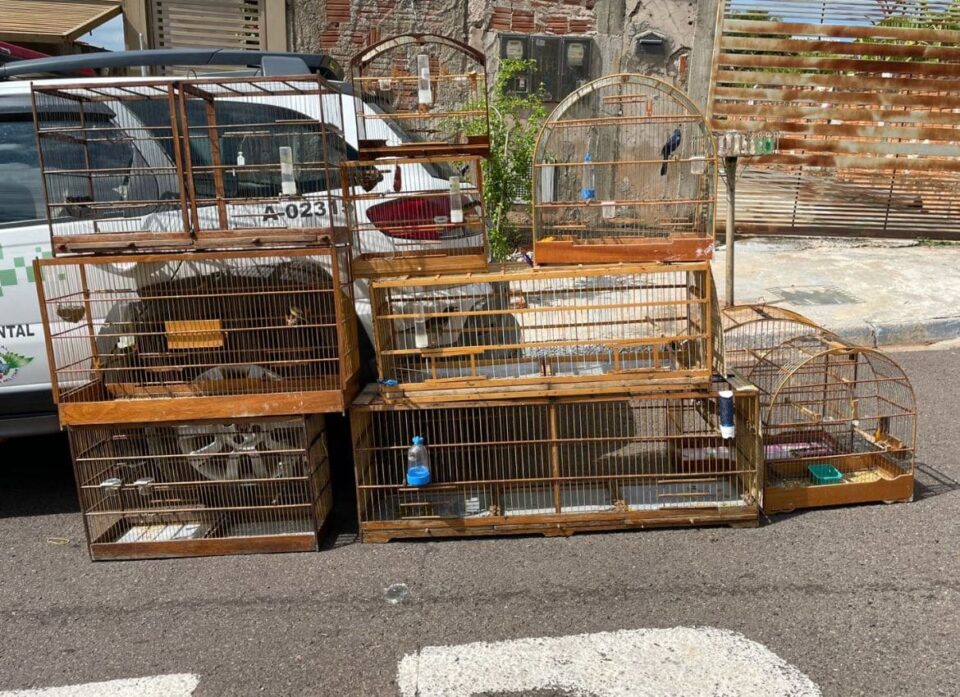 Polícia Ambiental aplica multa de R$ 8 mil por criação ilegal de aves silvestres em Presidente Prudente