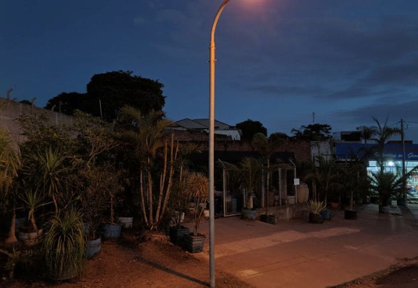 Homem é preso após furtar muda de palmeira em floricultura de Presidente Prudente