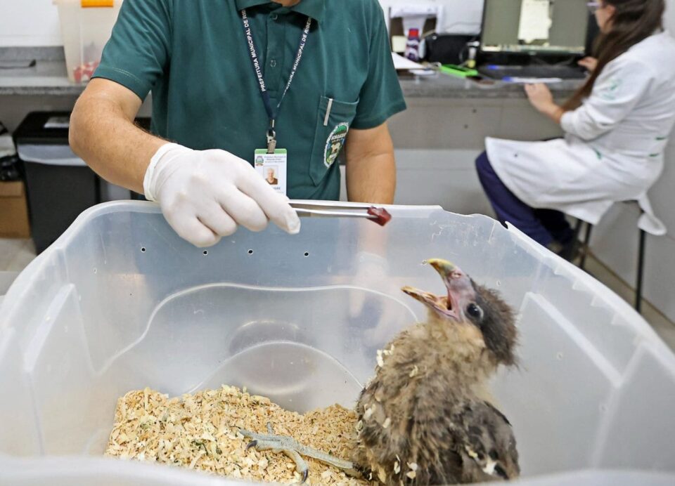 Presidente Prudente terá centro de triagem e reabilitação de animais silvestres até 2028