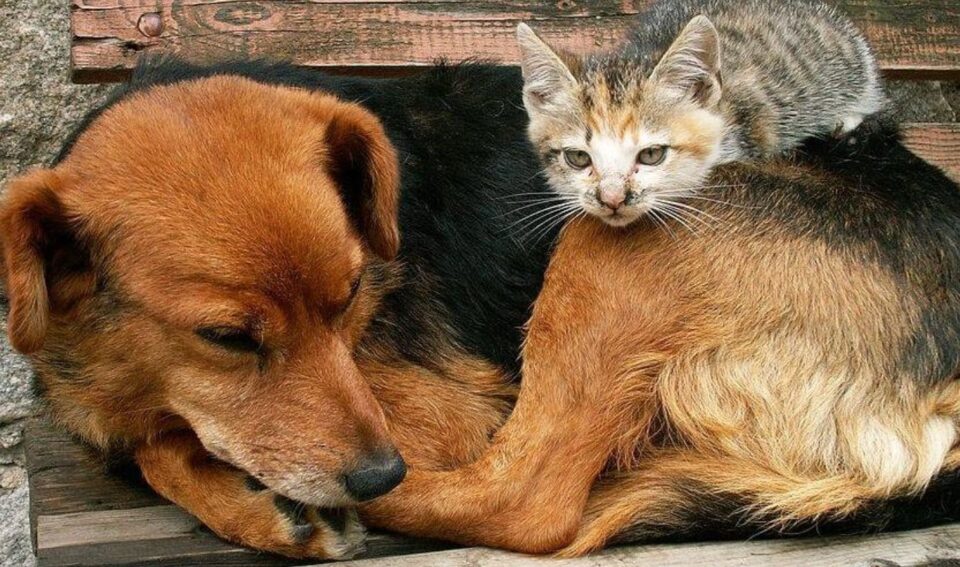 Câmara de Prudente aprova programa que paga 20% de multa a quem denunciar maus-tratos a animais