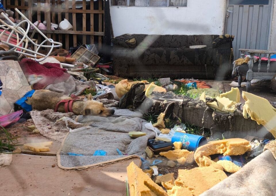 Após denúncia, mulher é levada à delegacia e multada por maus-tratos a cachorro