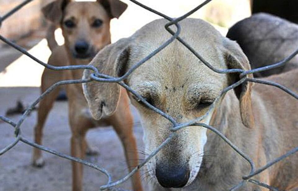 Presidente Prudente vai pagar recompensa a quem denunciar maus-tratos e abandono de animais