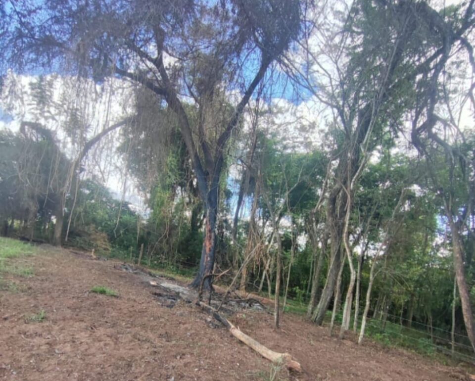 Sitiante é multado em mais de R$ 5 mil por destruir vegetação nativa