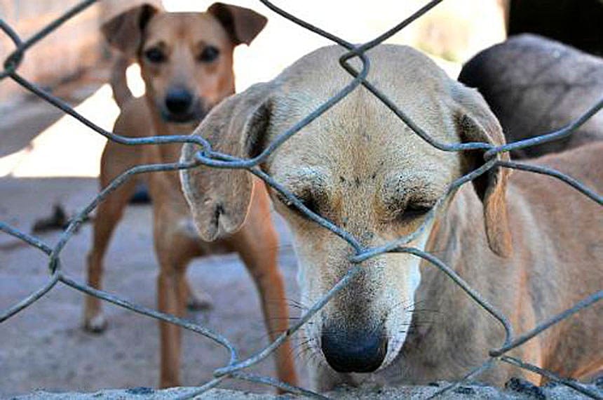 Nova resolução aumenta rigor contra maus-tratos a animais no estado de São Paulo