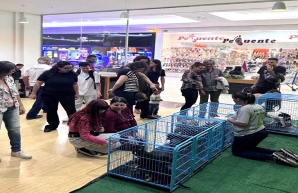 Feira de adoção de Presidente Prudente garante novo lar para 9 cães