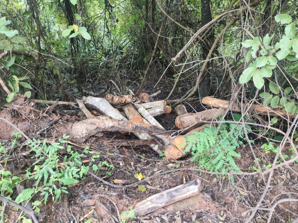 Dono de chácara é multado em R$ 3,6 mil por corte ilegal de árvores em Prudente