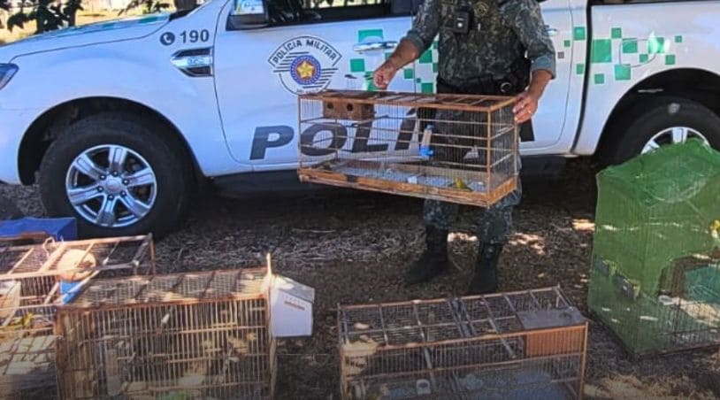 Presidente Prudente registra 217 animais apreendidos; aves de canto são maioria
