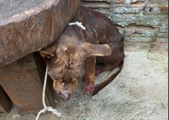 Cachorro com sinais de maus-tratos é resgatado; tutor recebe multa em Prudente
