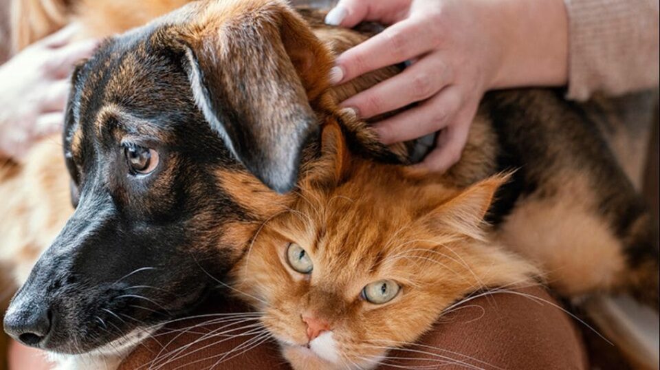 Inverno: saiba como prevenir doenças respiratórias e outros problemas em pets