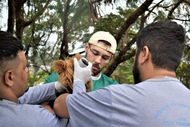 Bairros de Prudente recebem novos plantões contra a leishmaniose em setembro