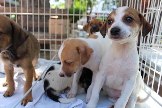 Prudente soma 1.800 denúncias de maus-tratos e mais de 1,2 mil adoções de animais