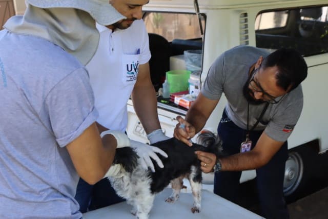 Prudente realiza plantão para vacinação antirrábica de cães e gatos neste sábado
