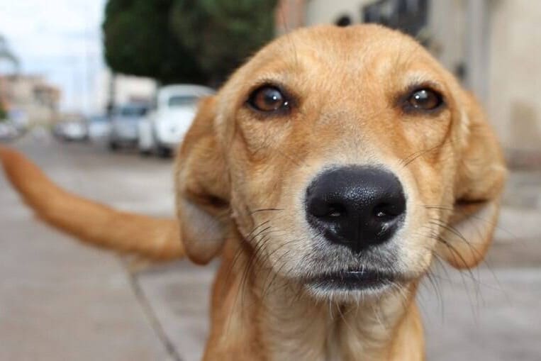 Álvares Machado cria política municipal de proteção e cuidados com animais