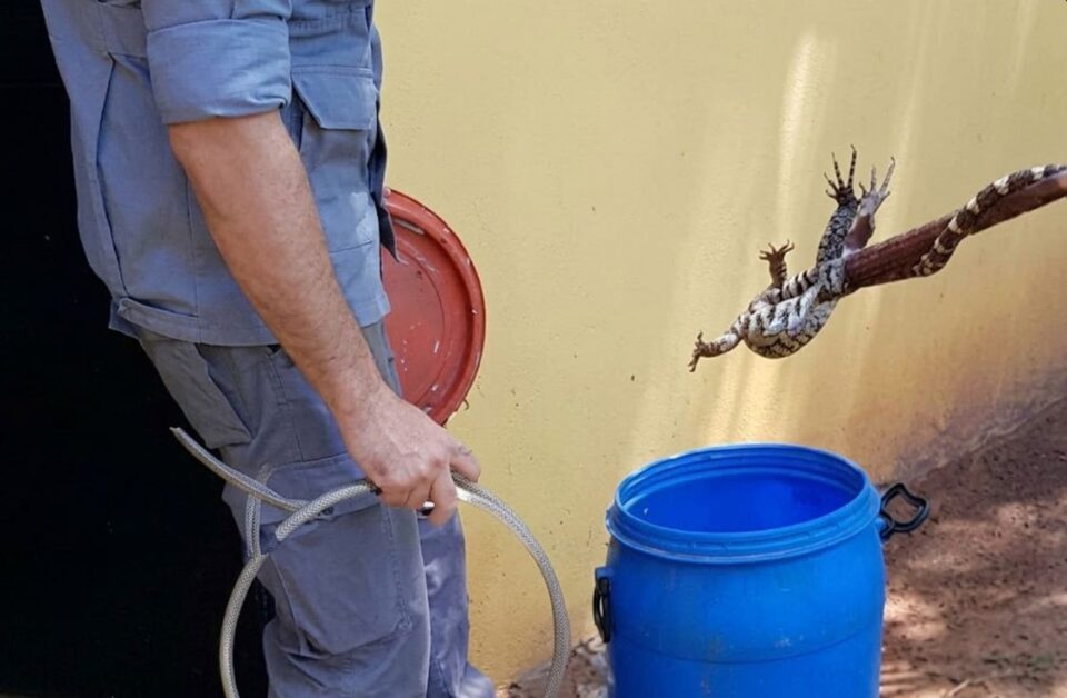 Lagarto-teiú invade residência e mobiliza Bombeiros em Presidente Prudente